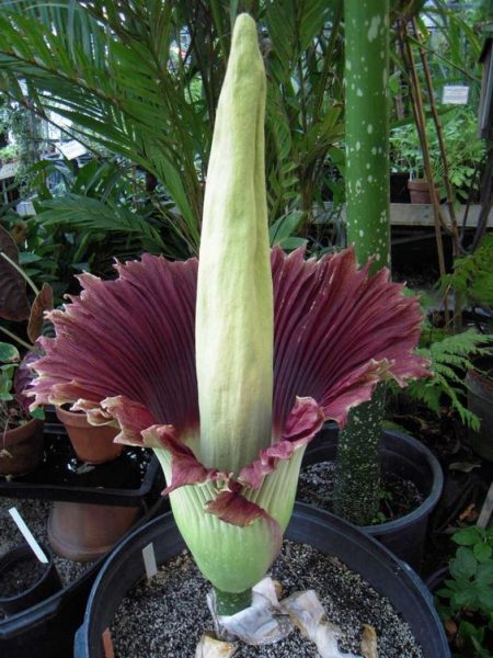 https://www.bangladeshi.se/wp-content/uploads/2017/10/Corpse-Flower-%E0%A7%A7.jpg